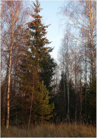 Лесная красавица