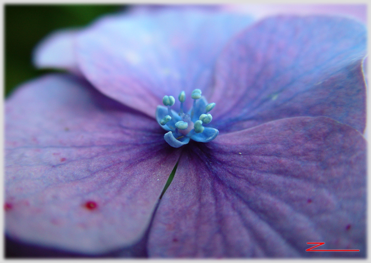 Hydrangea