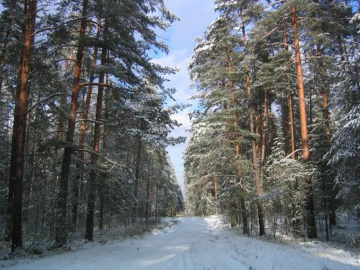 дорога