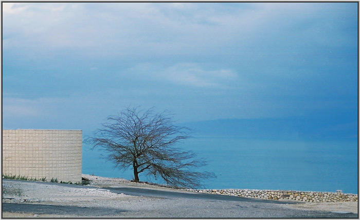 Lonely tree 