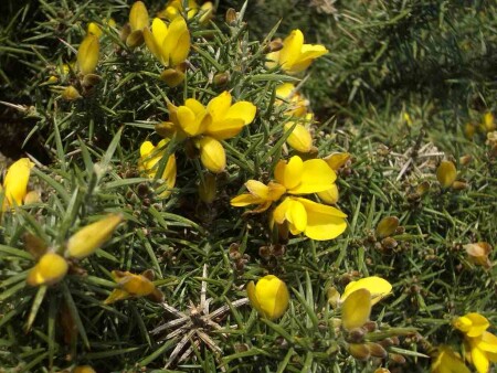 Колючая прелесть