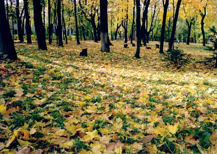 Осень, осень...