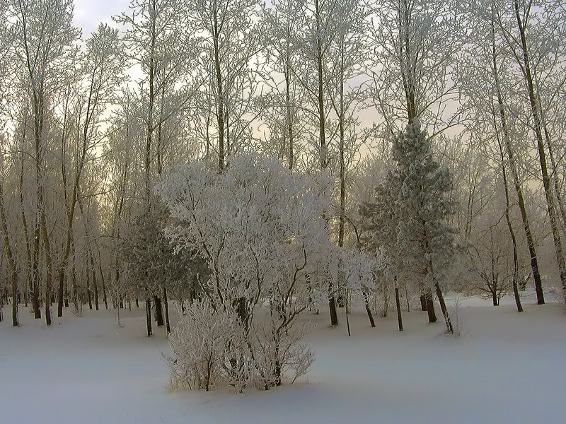 Морозное утро