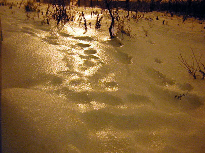 Сахар