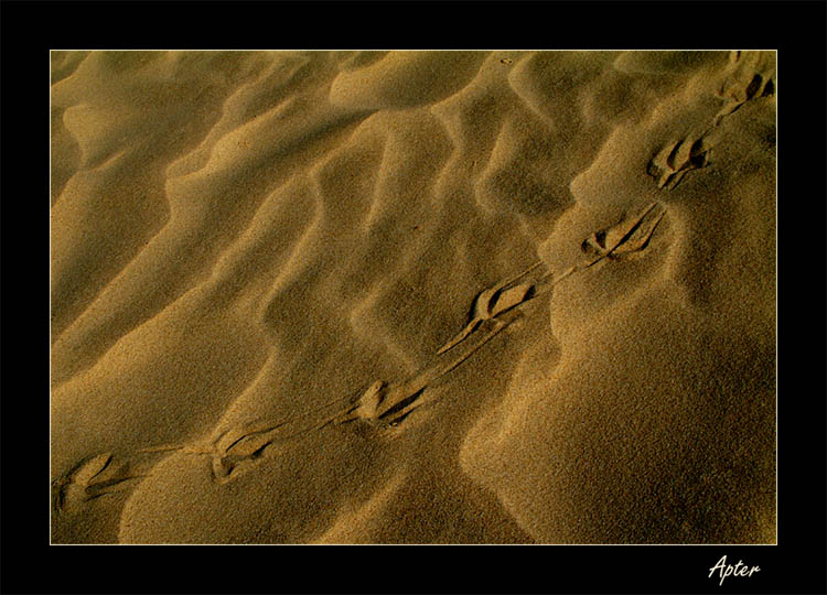 Desert steps