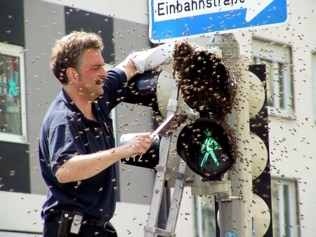 неправильный мёд - неправильные пчёлы