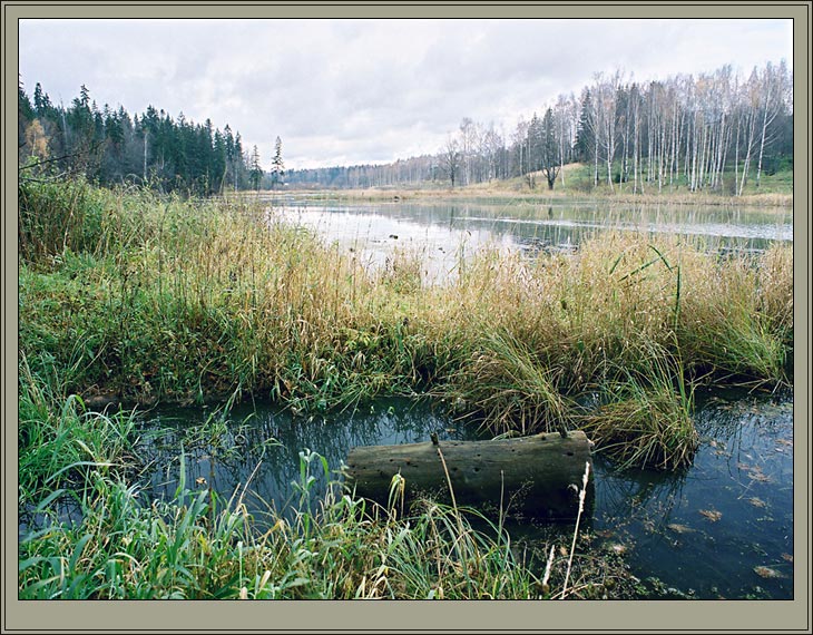 Пейзаж с бревном
