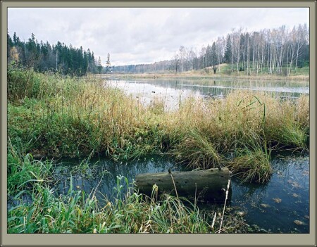 Пейзаж с бревном