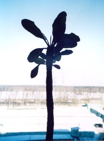 Южный &amp;quot;часовой&amp;quot;