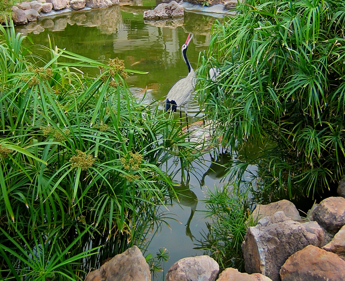 Japanese park 2