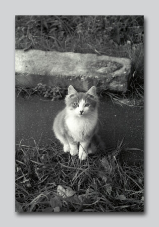 Котомодель