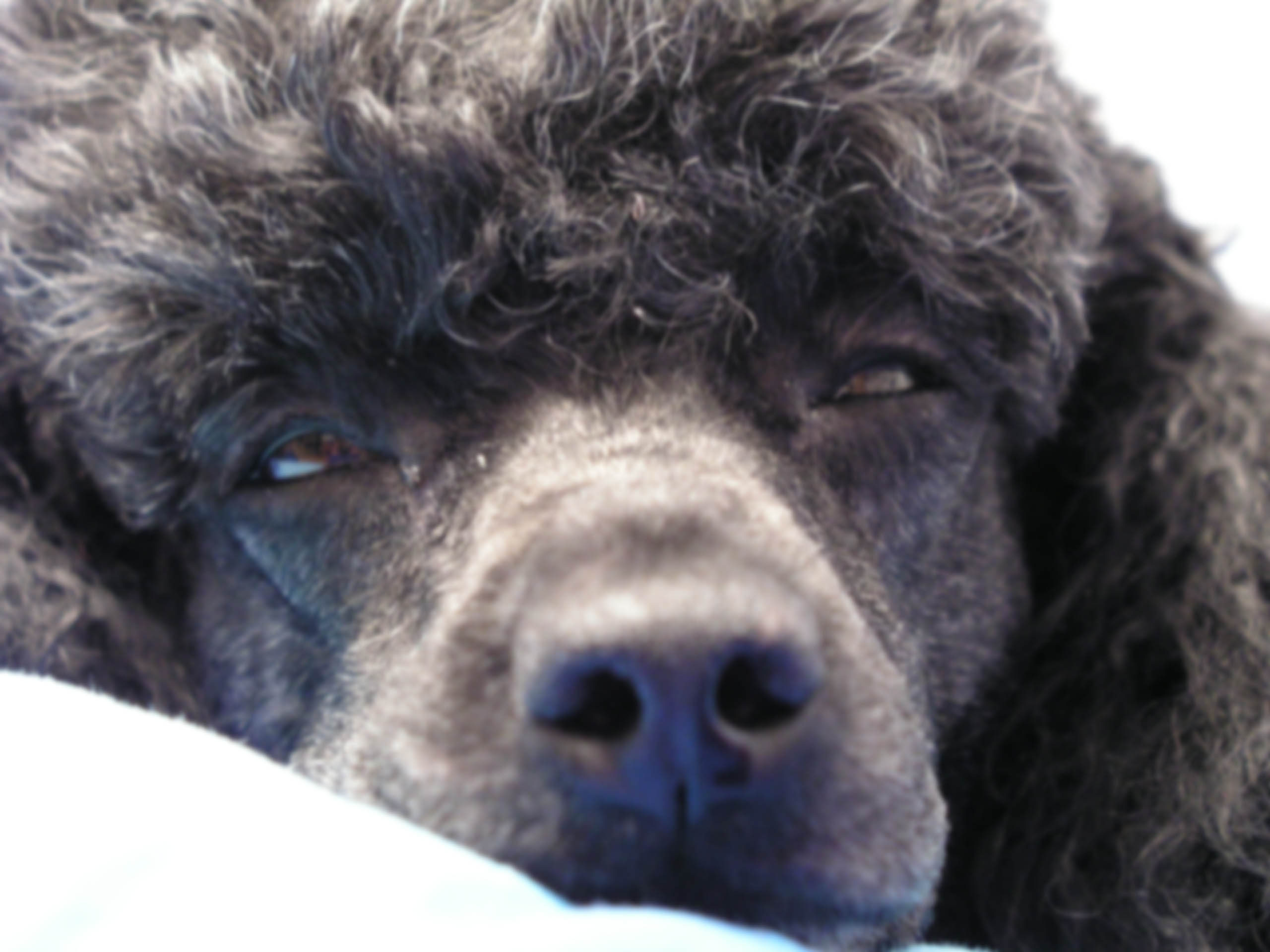 Dog1