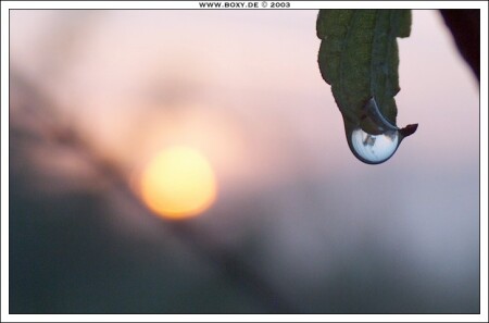 капелька росы