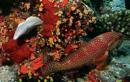 [Подводный мир] Красное и Белое