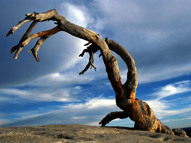 Jeffrey pine
