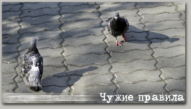 правила