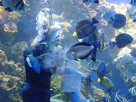 Eilat. Кормление рыб в аквариуме