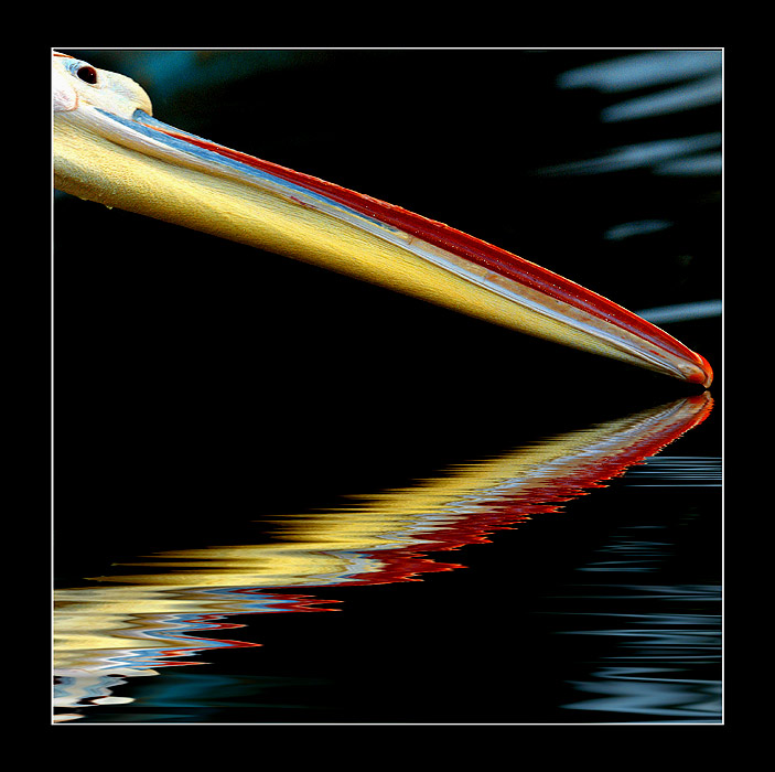DIAGONAL (Animals)