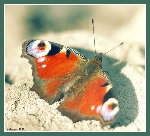 Papilio io