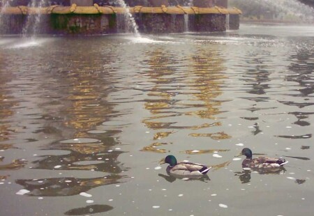 &quot;Московские утки&quot;