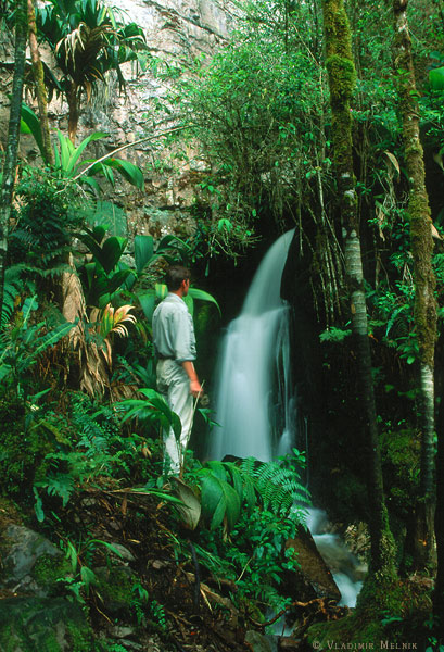 Roraima jungle...
