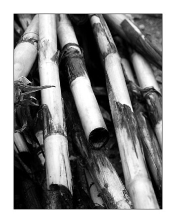 Still life with sticks