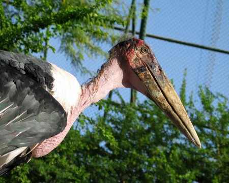 Птеродактиль