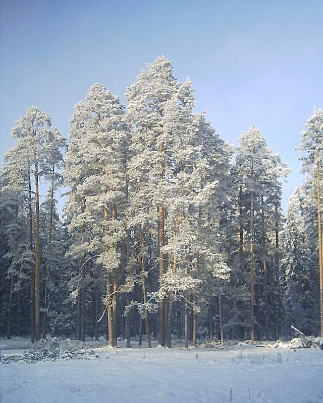 Зима 2
