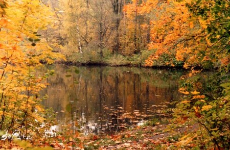 Мокрая осень