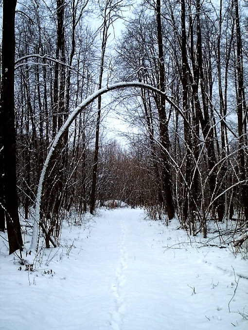 Зимний лес