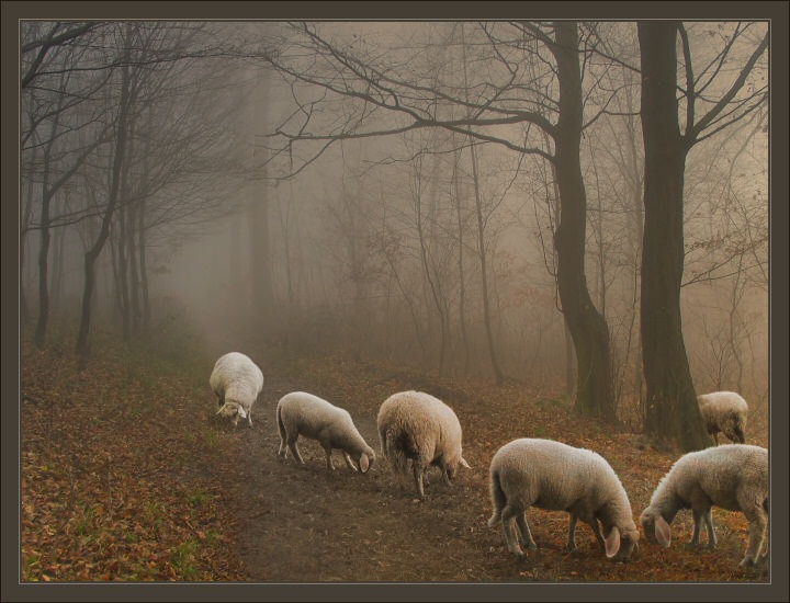 Ghost Sheep