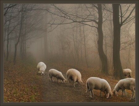 Ghost Sheep