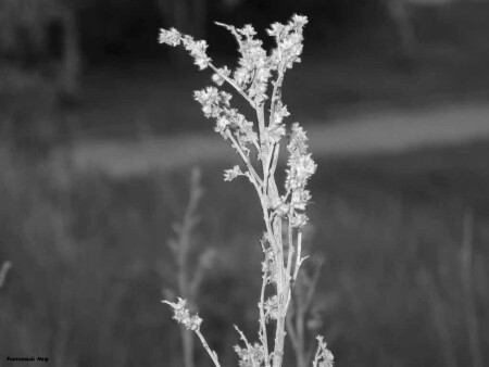 призрак горькой свежести полыни 