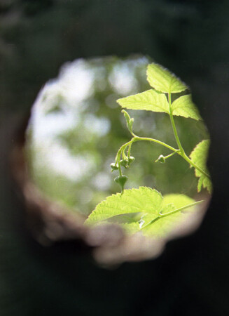 окно в лето