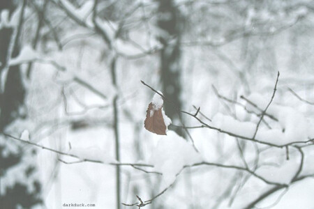 Отшельник в зимнем лесу