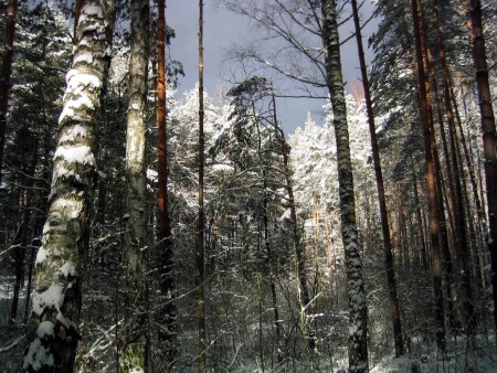 прогулка