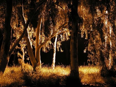 Волшебный вечер...