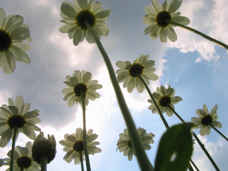 Просто ромашки