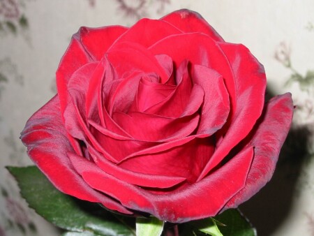 Алый бархат