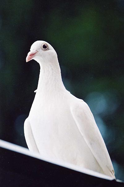 аристократ