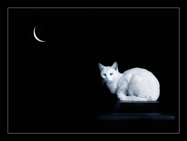 The cat of the MOON 