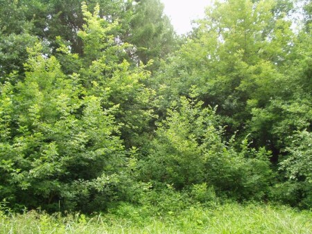 Утренний лес