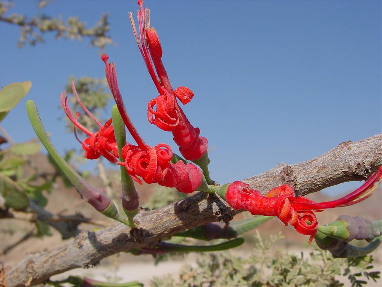 Eilat. И в пустынье деревя цветут