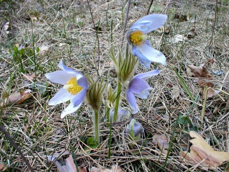Цветок в сосновом лесу