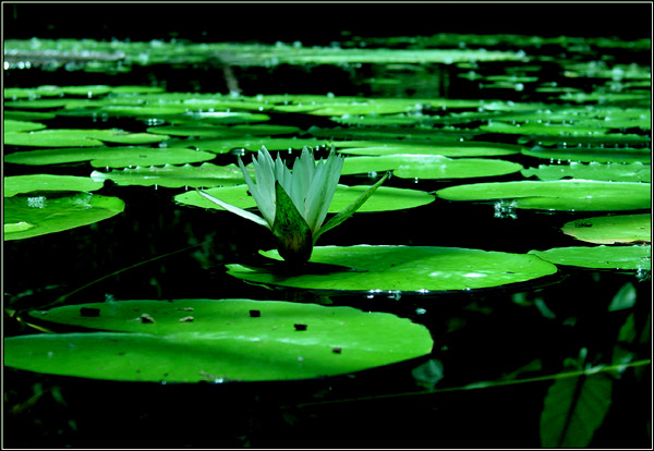 Lotus