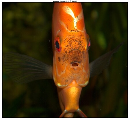 ЗДРАСЬТЕ ДЕВОЧКИ ...