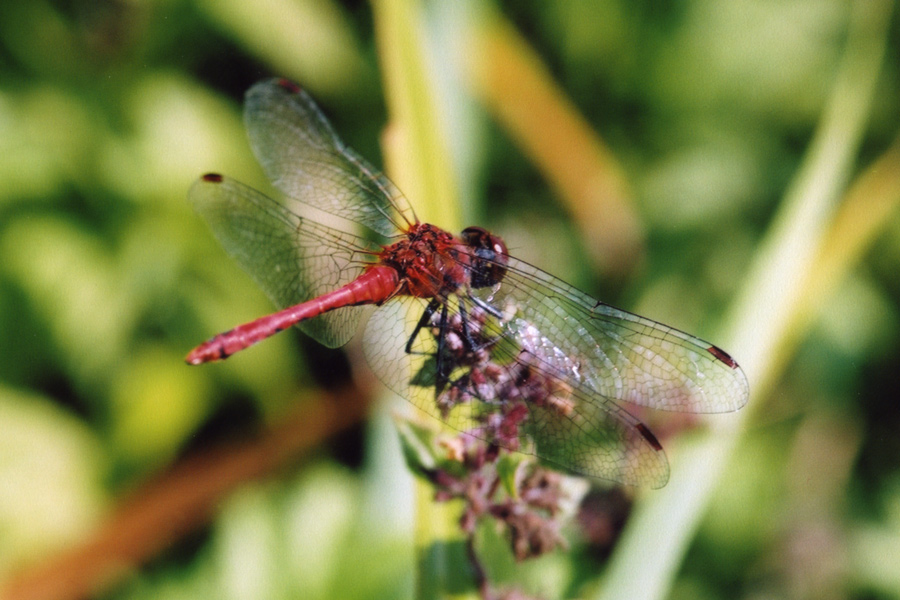 Macro