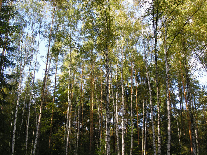 Лес