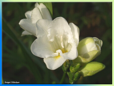White Freesia
