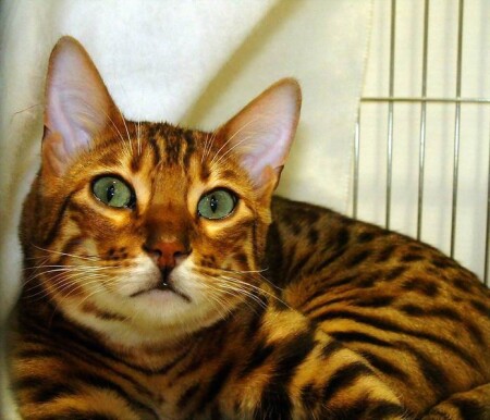 Ах, какие глаза...:)